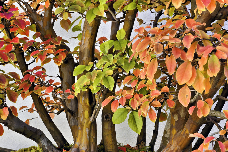 Bonsai Crepe Myrtle – United States National Arboretum, Washington, DC