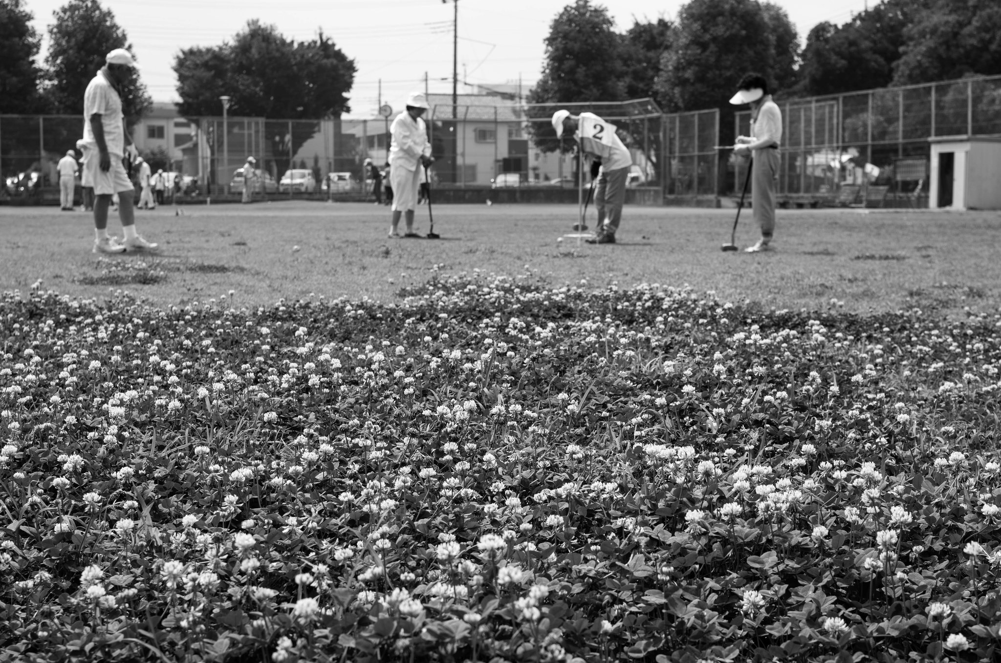 White clover