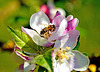 Honey Bee on Blossom.