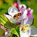Honey Bee on Blossom.