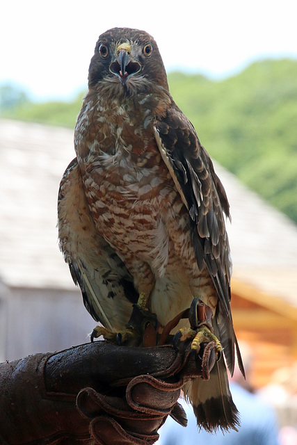 Broad winged hawk