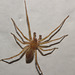 Spider IMG_6620