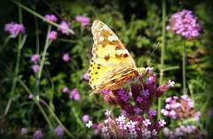 Schmetterling