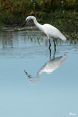 Aigrette  Garzette