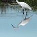 Aigrette  Garzette