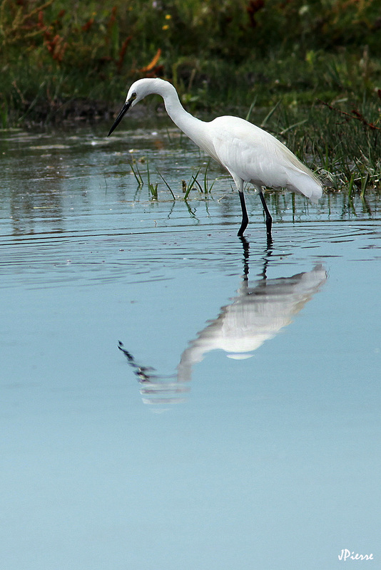 Aigrette  Garzette