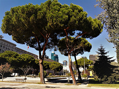 Nuevos Ministerios and umbrella pines, Madrid