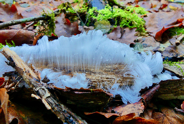 P1150298- Cheveux d'ange ou cheveux de glace - Rando crêtes de Nantuy  18 décembre 2018