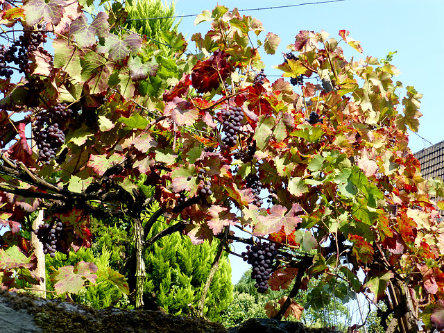 DE - Leutesdorf - Weinreben