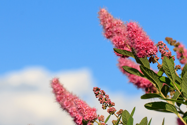 In meinem Garten - die Farben des Sommers