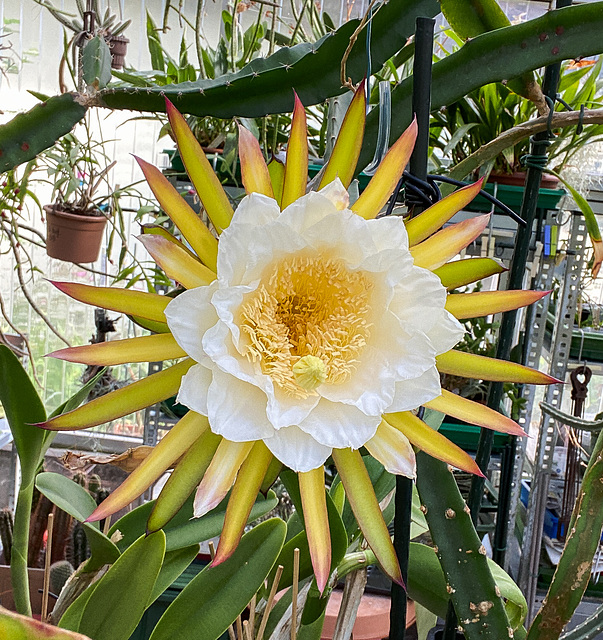 Blüte von Hylocereus spec. (H. undatus oder H. costaricensis oder ?)