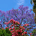 Jacaranda Tree - Have a nice Sunday