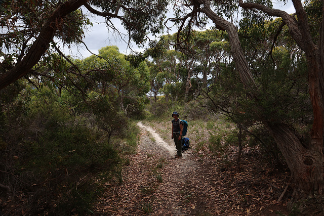 Woodland on the Labillardiere Peninsular