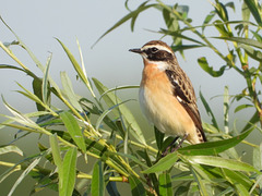 Tarier des prés mâle