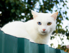 Eine Straßenkatze namens Seraphim