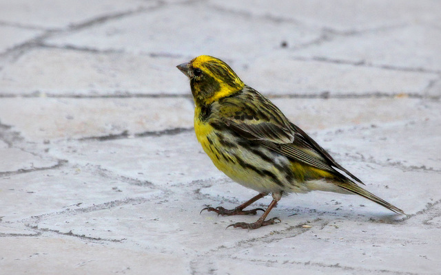 Serin cini