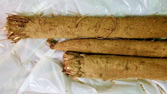 Black Salsify