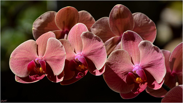 Phalaenopsis ...