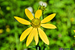 Große Telekie (Telekia speciosa)