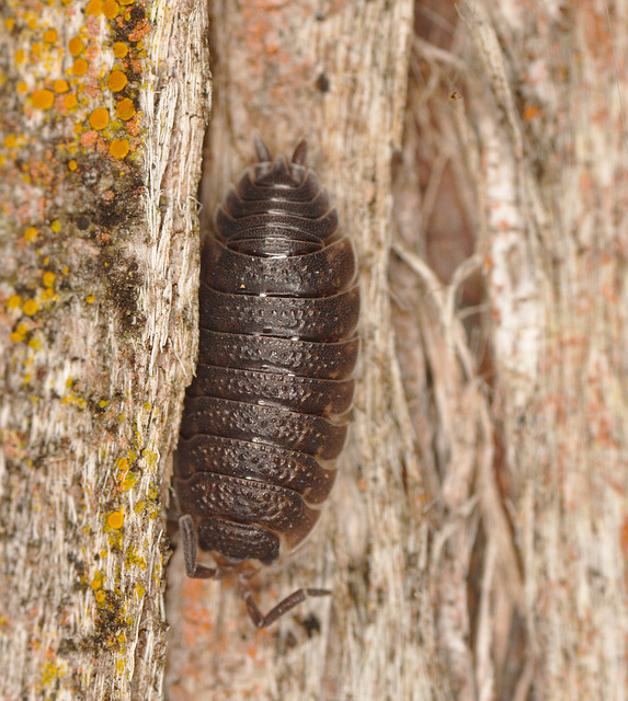 Woodlouse IMG_2292