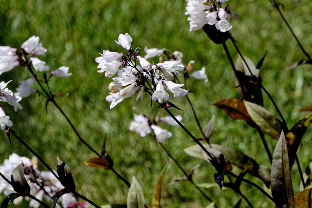 Beard Tongue's a Strange Name for a Flower