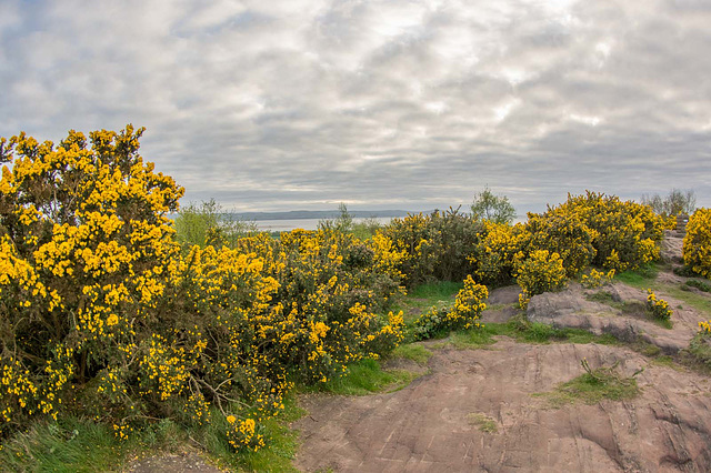 Thurstaston Common7