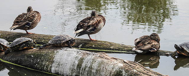 20190901 5677CPw [D~VR] Stockente, Schildkröte, Vogelpark Marlow