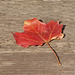 7/50 maple leaf, feuille d'érable