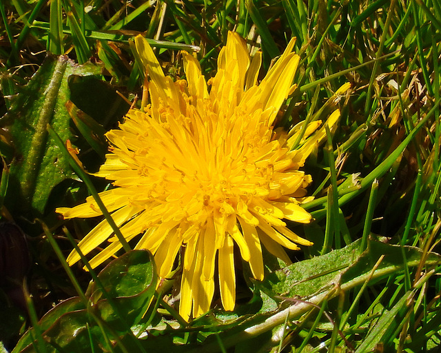 Dandelion 2