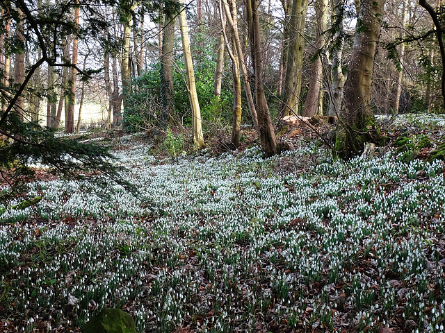 Chirk Castle Snowdrops