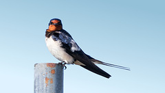 Die Rauchschwalbe (Hirundo rustica)   /PIP/