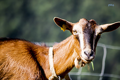 Cabra desayunando al sol y, sin sol, estabulada+(3 PiP) Cabra desayunando al sol y, sin sol, estabulada+(3 PiP)