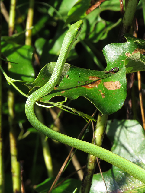 Rough green snake