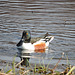 Northern Shoveler