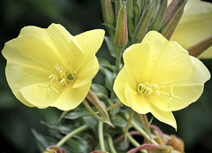 Blüten der Nachtkerze