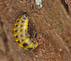 Ladybird Pupae