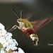 sphinx colibris
