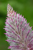 DSCF8765