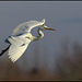 GRANDE AIGRETTE