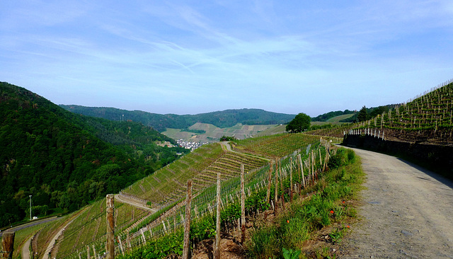 DE - Walporzheim - Vineyards near Marienthal