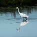 Aigrette  Garzette