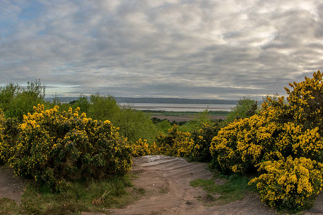 Thurstaston Common10