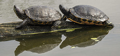 20190901 5678CPw [D~VR] Schildkröte, Vogelpark Marlow