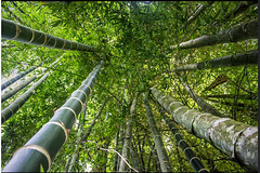 bambous Echarati