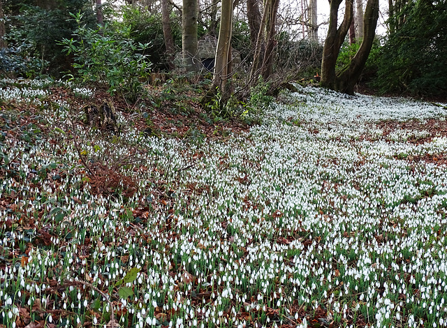 Chirk snowdrops 2