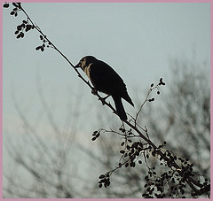 Ein fremder  vogel ?