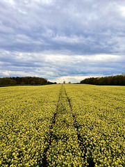 Mellow Yellow (Quite Rightly)