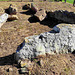 Dolmen da Pedra Branca