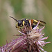 Bienenjagende Knotenwespe