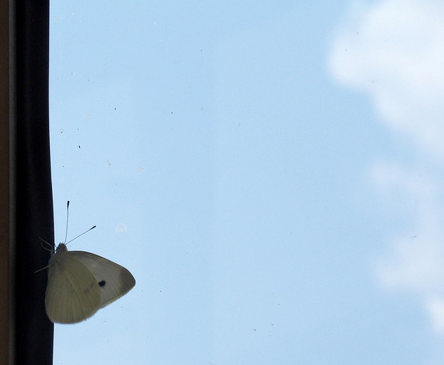 wishing the blue sky